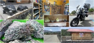 Mlr5_provenzana1